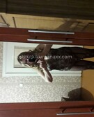 Анкета проститутки Ася - метро Северное Медведково, возраст - 35